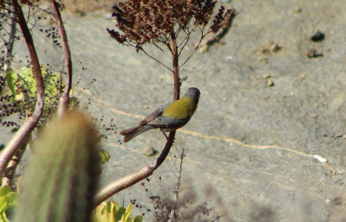 Gray-hooded Sierra Finch (minor) - ML77350101