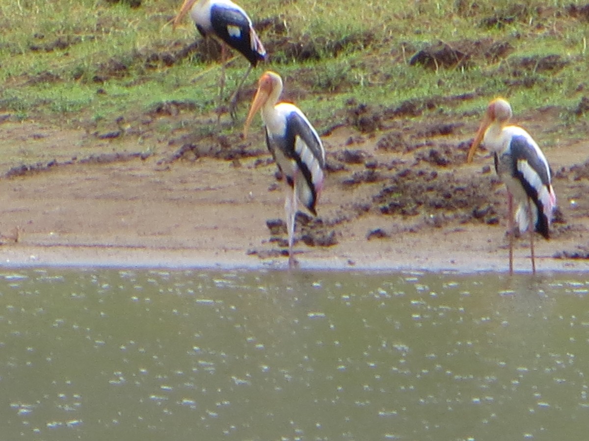 Painted Stork - ML77350171