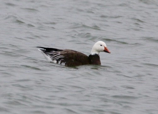 Snow Goose - Lori Schutz