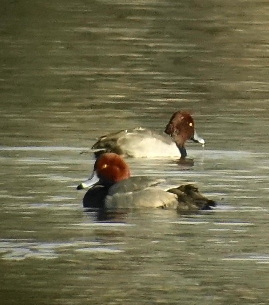 Redhead - Richard Smethurst