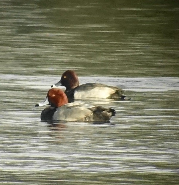 Redhead - Richard Smethurst