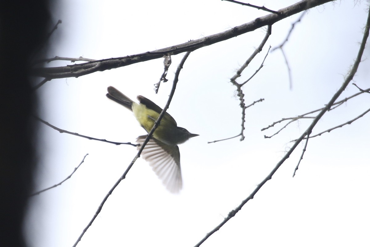 Pale-edged Flycatcher - Eric Heisey