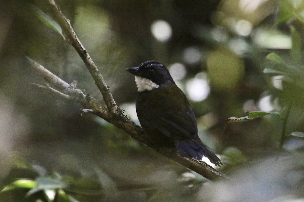 Gray-browed Brushfinch - Eric Heisey