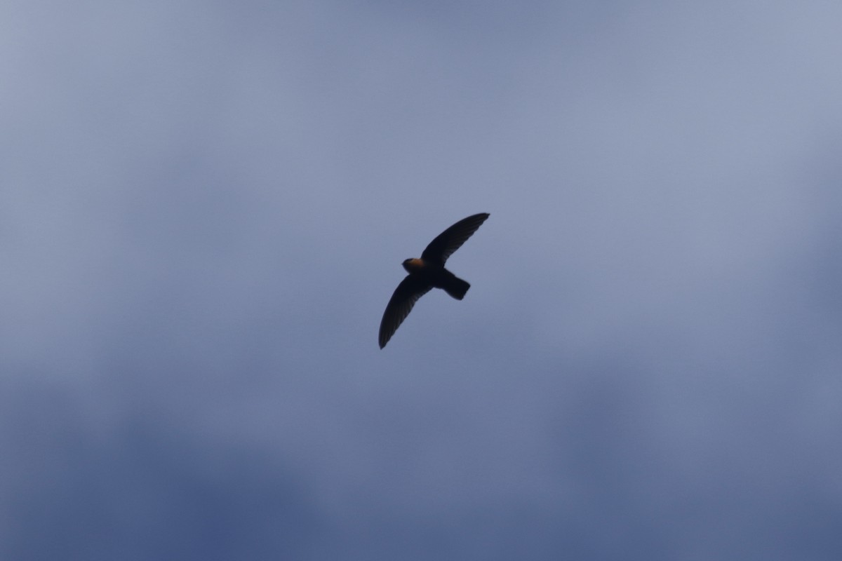 Chestnut-collared Swift - Eric Heisey
