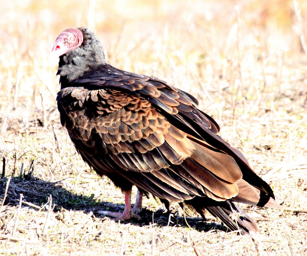 Turkey Vulture - Ken Schneider