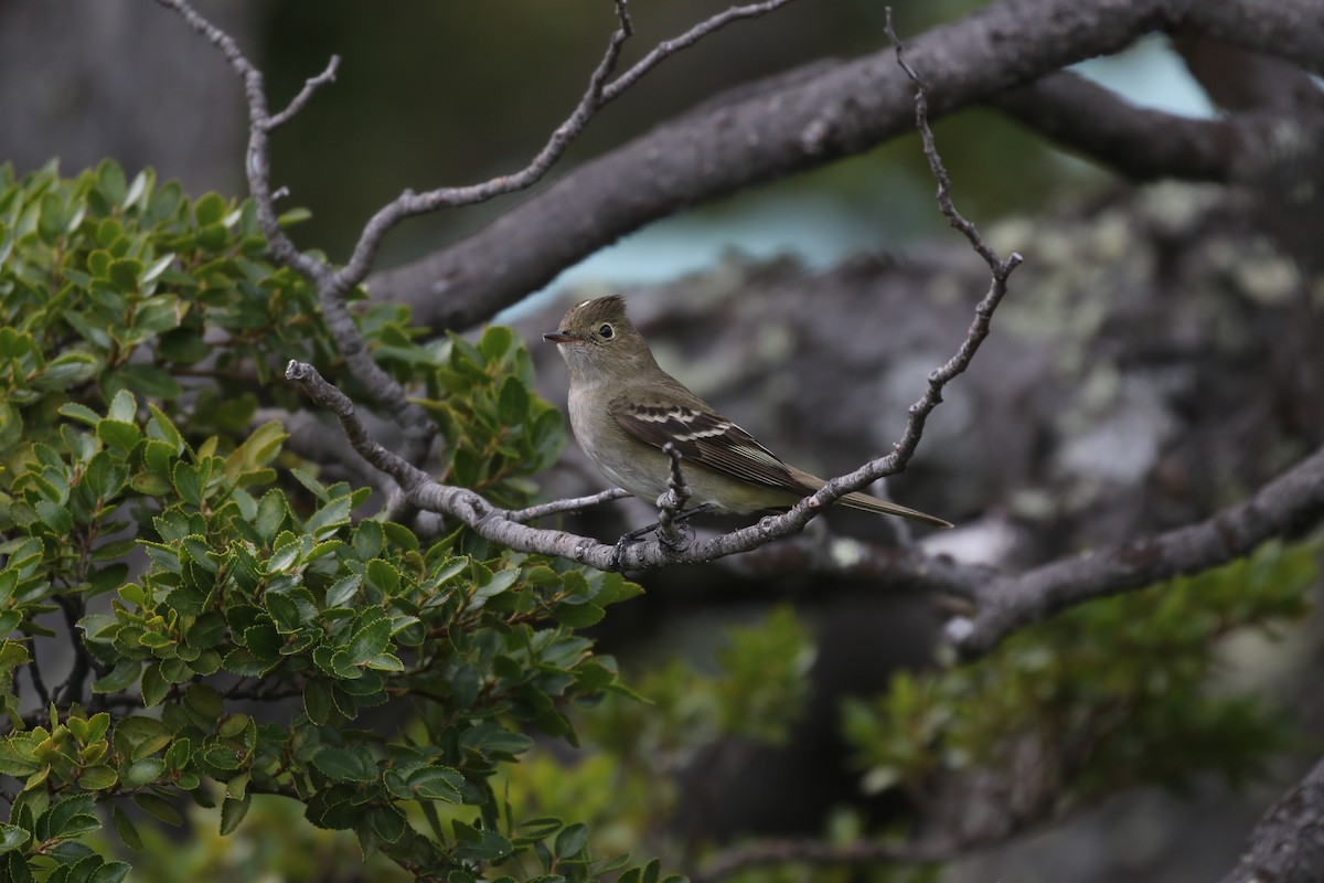 White-crested Elaenia - ML77354771