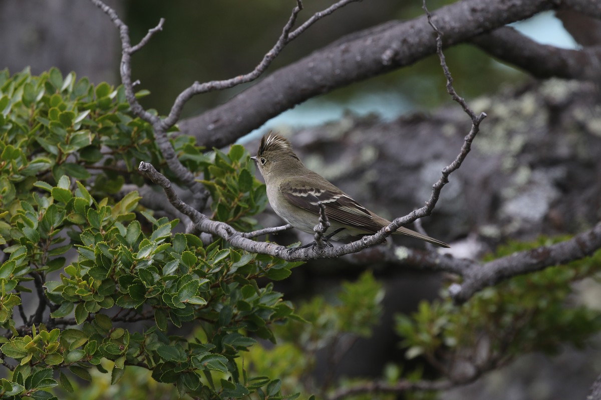 White-crested Elaenia - ML77354901
