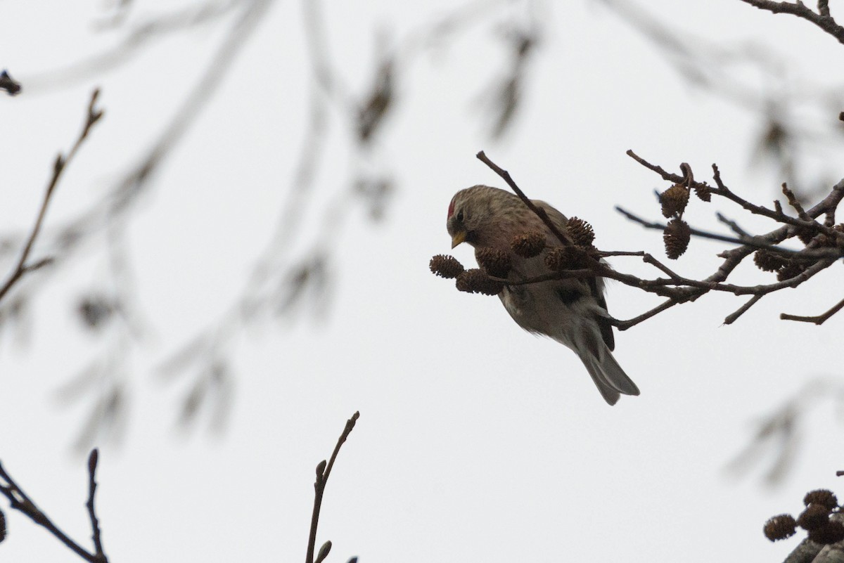 Redpoll (Common) - ML77355051