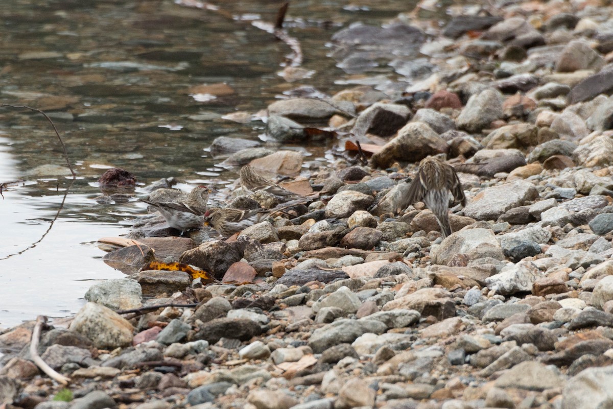 Redpoll (Common) - ML77355081