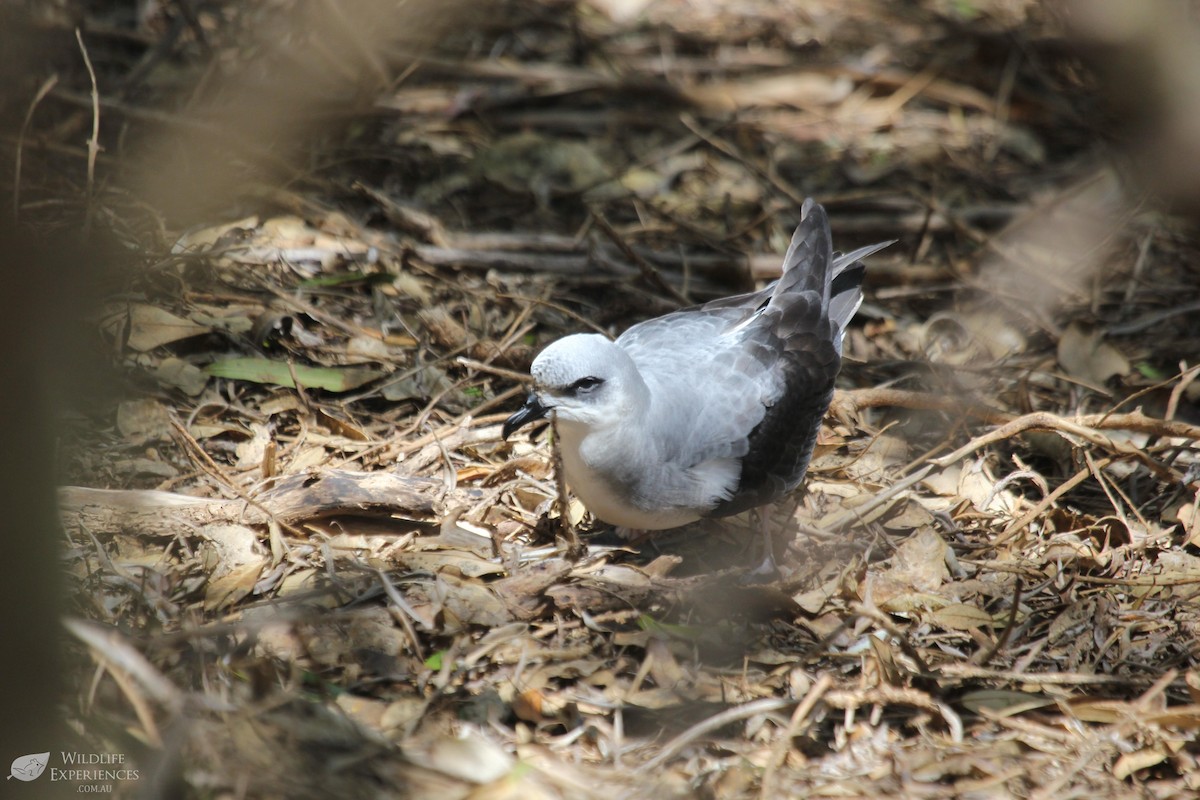 Black-winged Petrel - John Harris - Wildlife Experiences