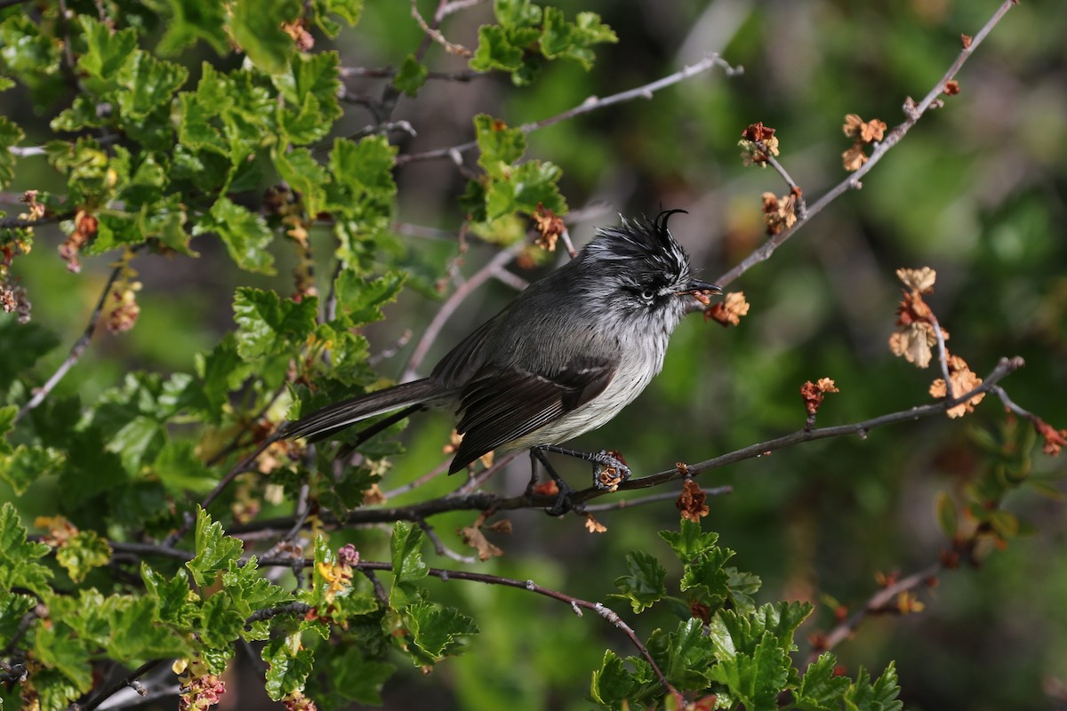 Tufted Tit-Tyrant - ML77355301