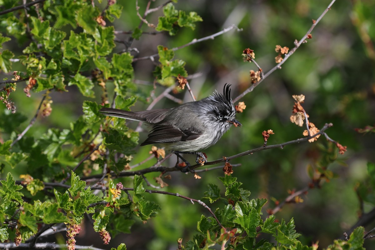 Tufted Tit-Tyrant - ML77355331