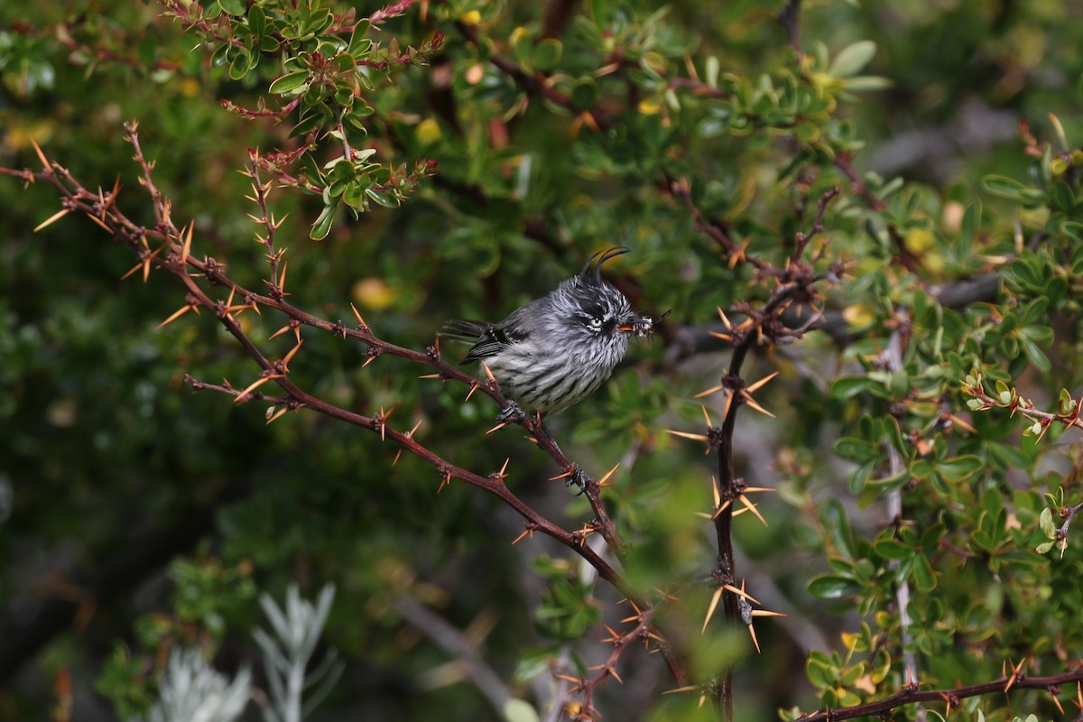 Tufted Tit-Tyrant - ML77355381