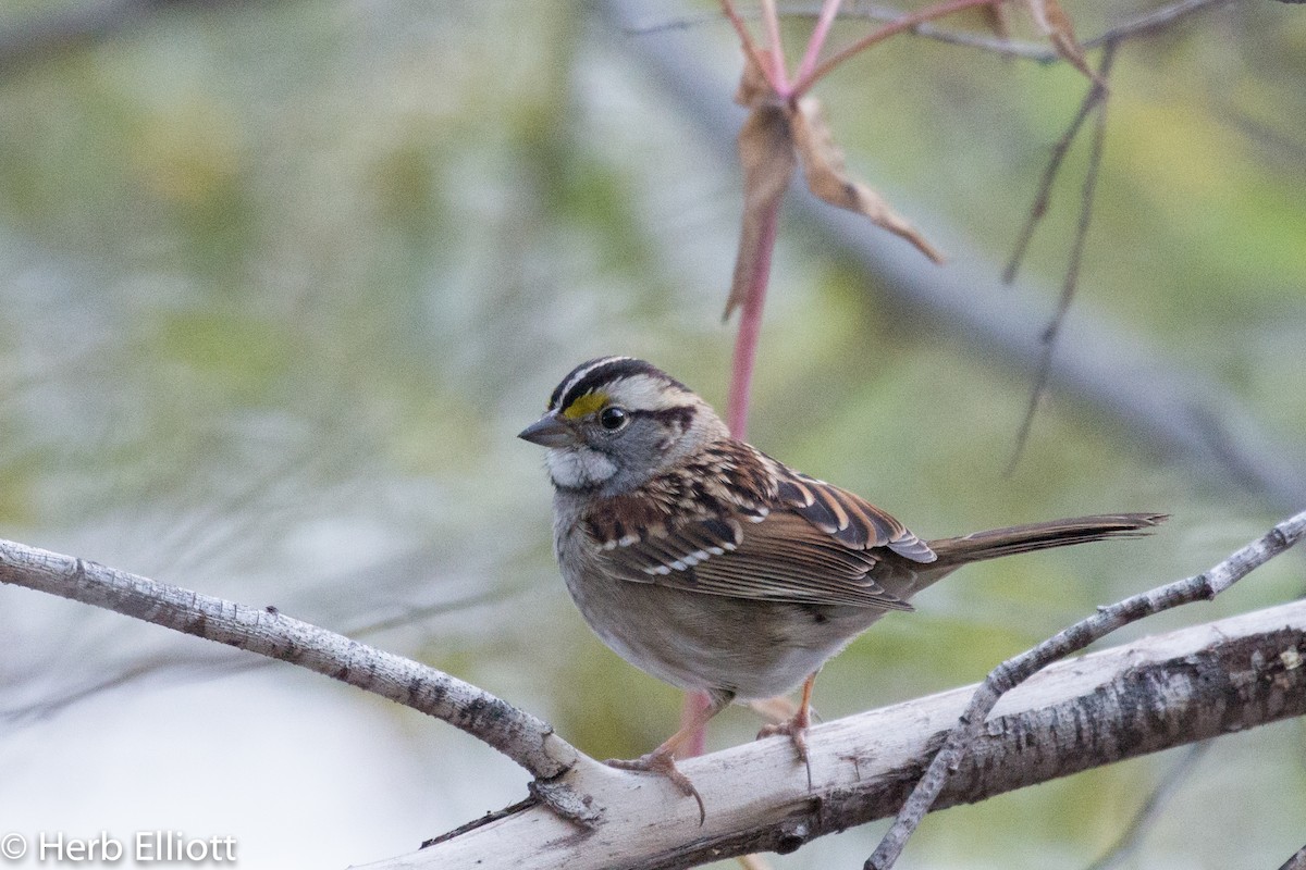 White-throated Sparrow - ML77357741