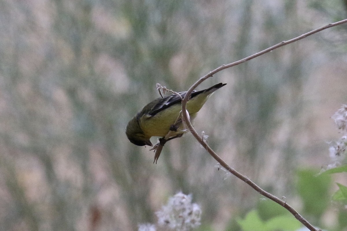 Lesser Goldfinch - ML77357751