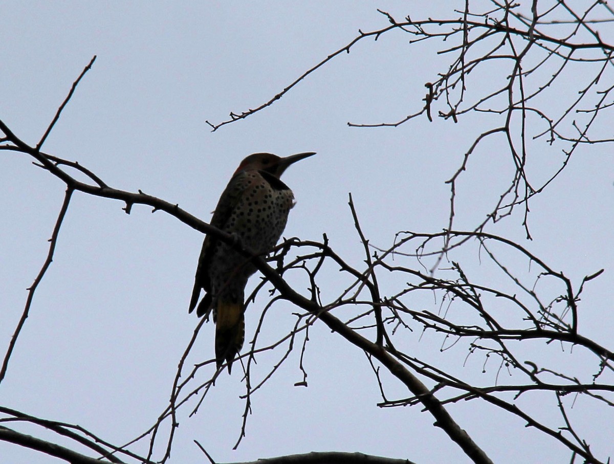 Northern Flicker - Stefan Mutchnick