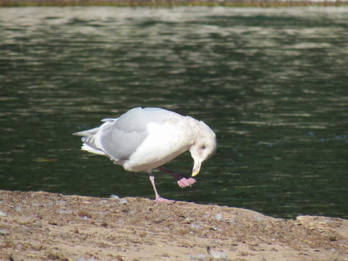 Glaucous-winged Gull - ML77358791