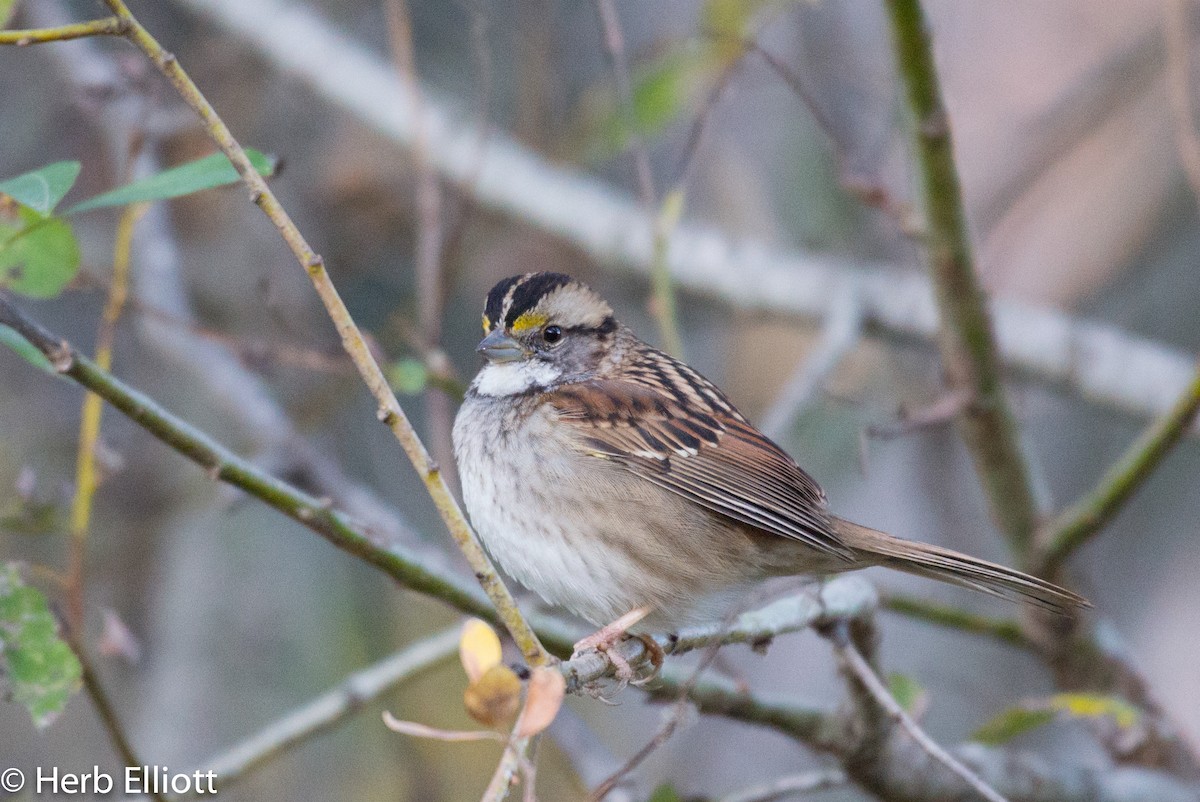 White-throated Sparrow - ML77358961