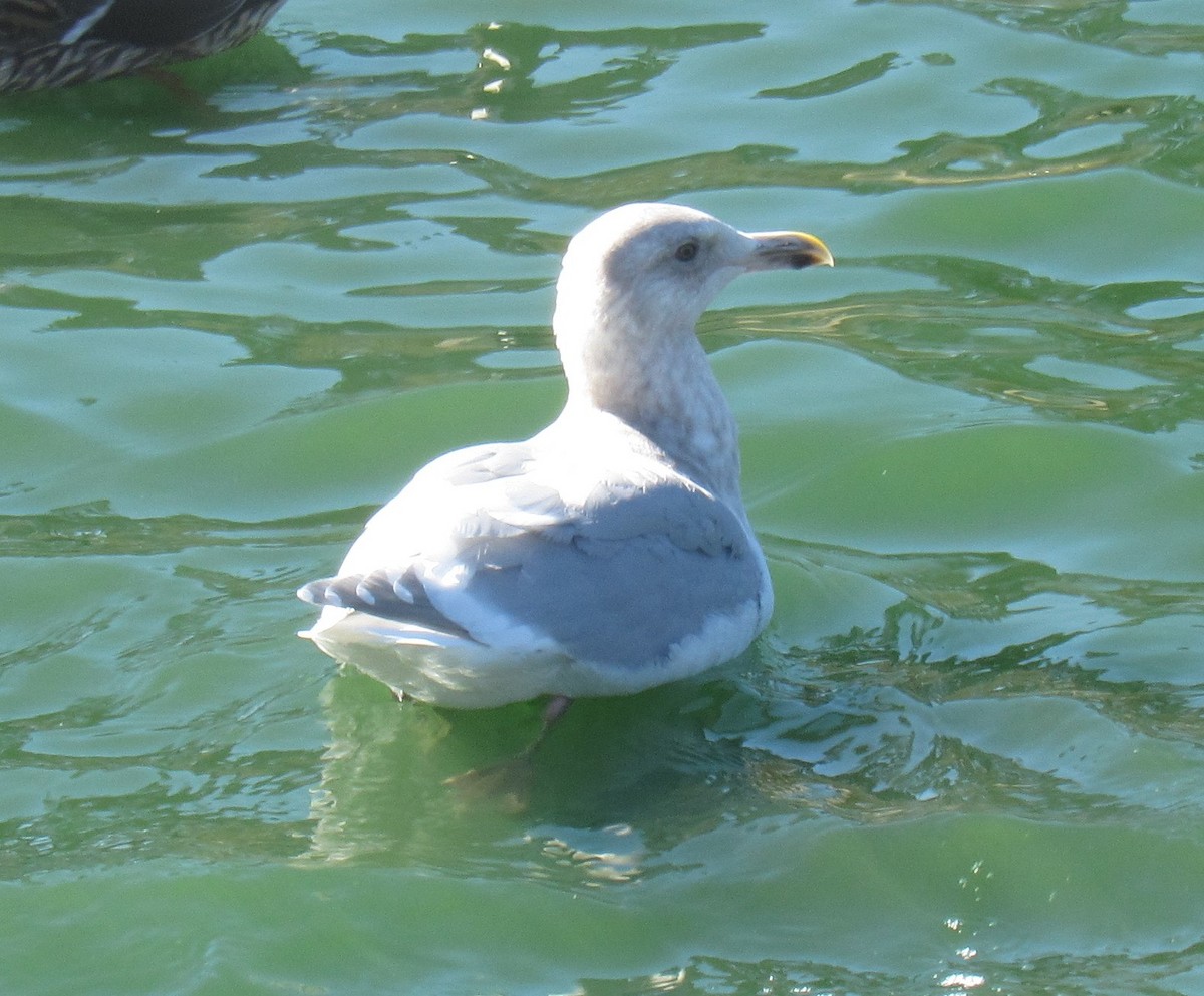 Glaucous-winged Gull - ML77359291