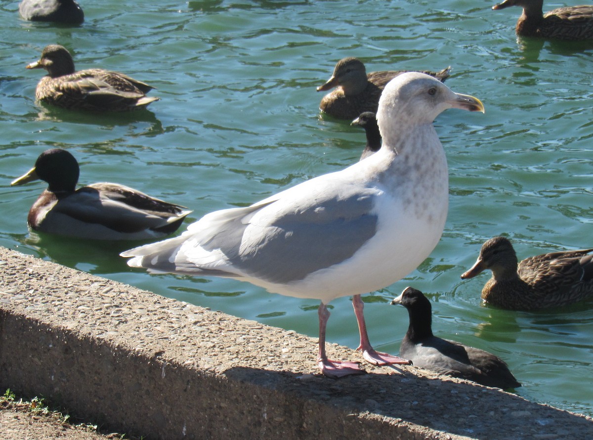 Goéland à ailes grises - ML77359311