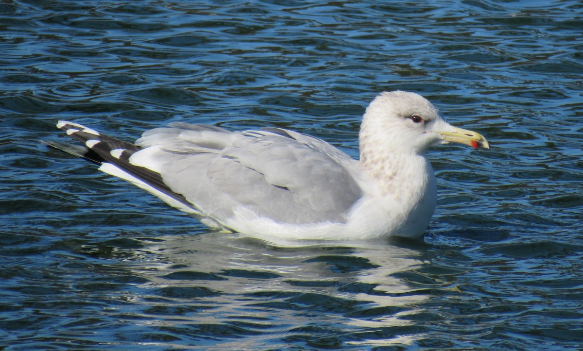 Gaviota Californiana - ML77359691