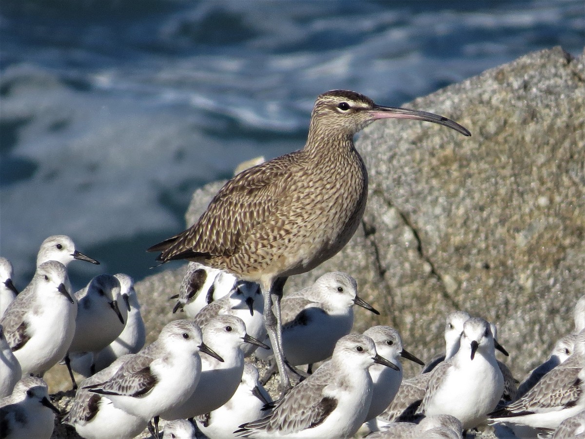 Whimbrel (Hudsonian) - ML77360301