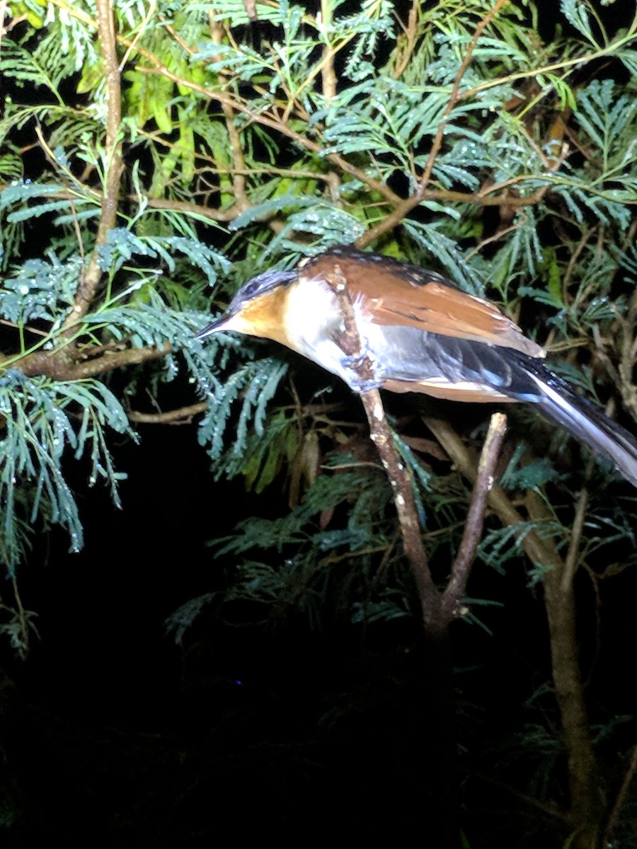 Chestnut-winged Cuckoo - Richard Lee