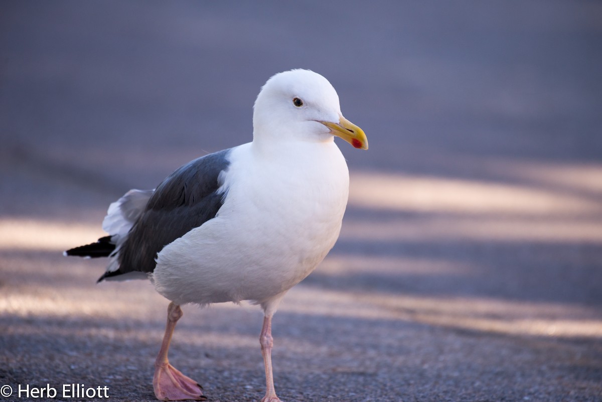 Gaviota Occidental - ML77361871