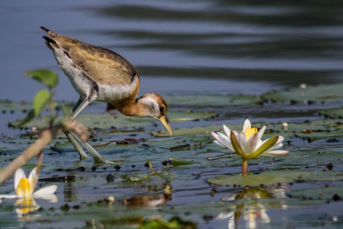 Bronze-winged Jacana - Indranil Bhattacharjee