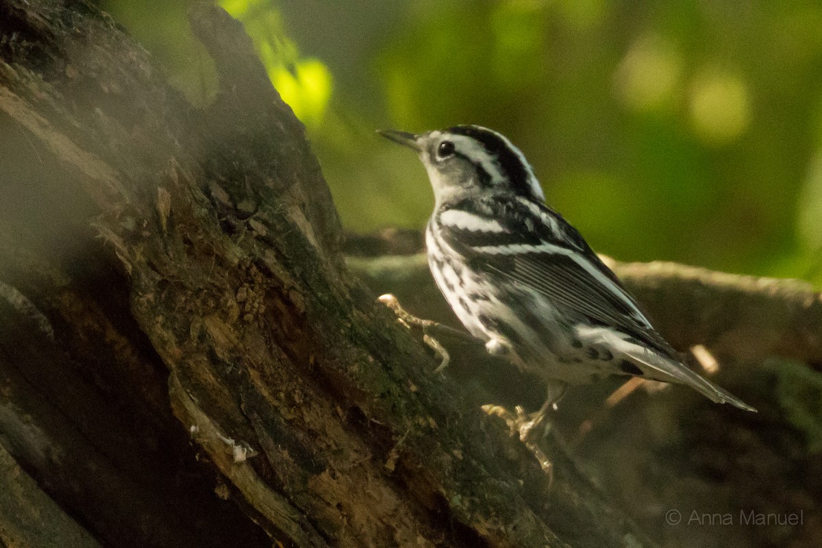 Black-and-white Warbler - ML77362491