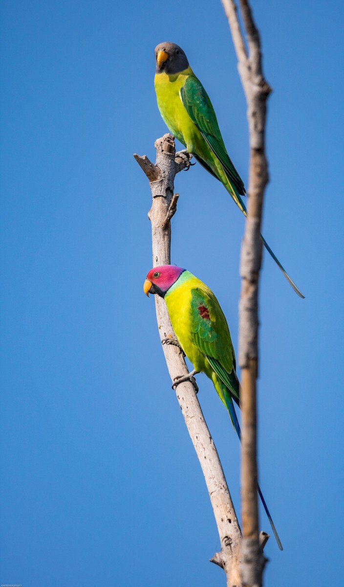 Plum-headed Parakeet - ML77362581