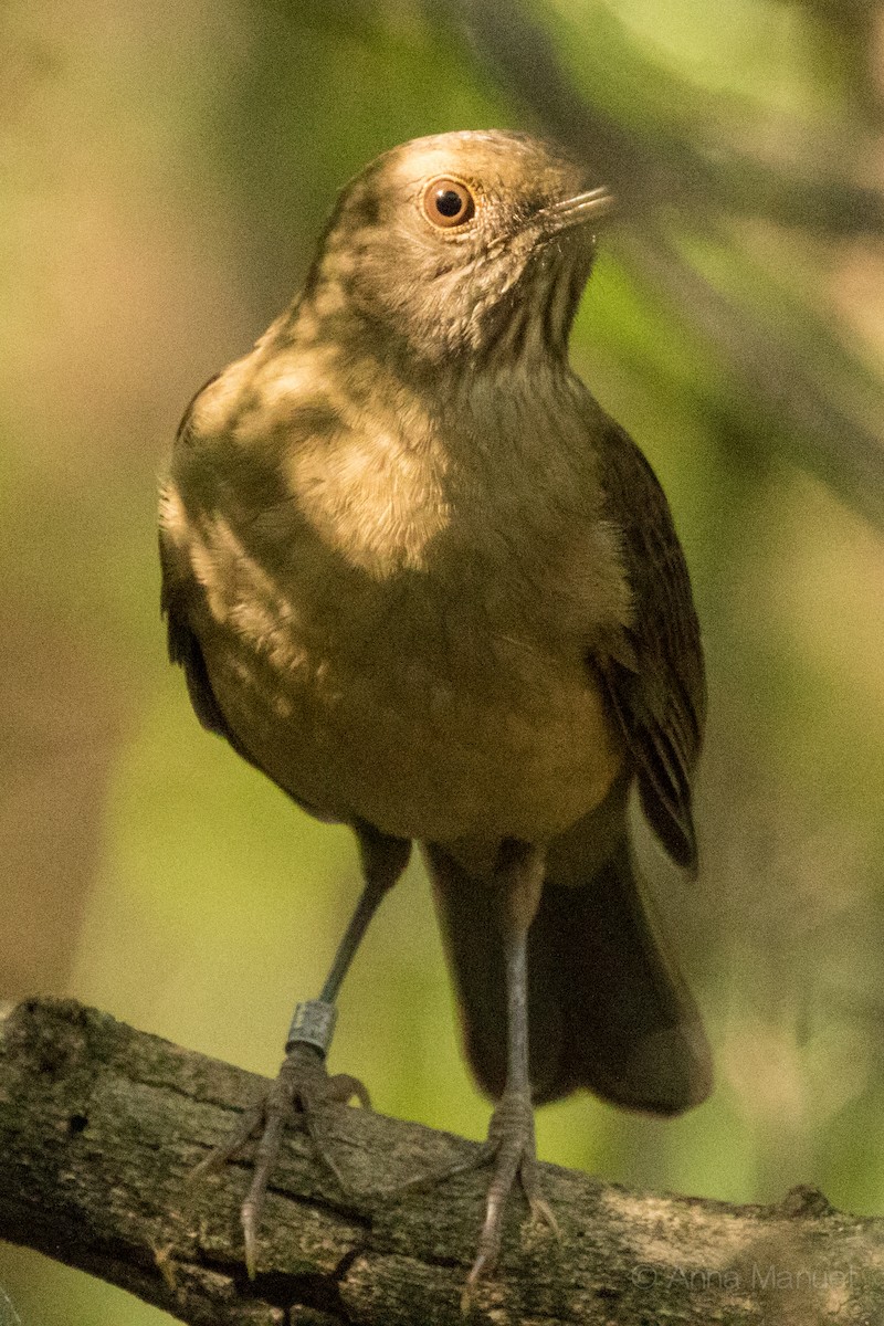 Clay-colored Thrush - ML77362731