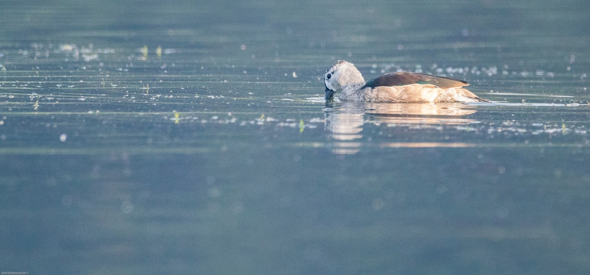 Cotton Pygmy-Goose - ML77362951