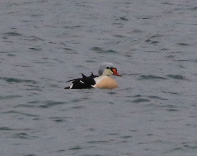 King Eider - ML77363021