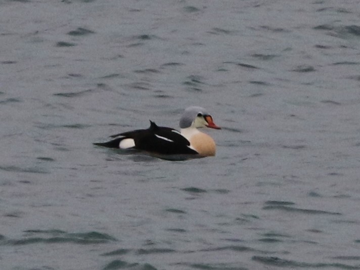 King Eider - ML77363041