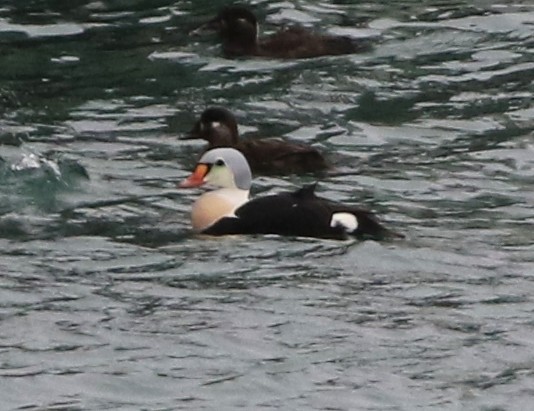 King Eider - ML77363051