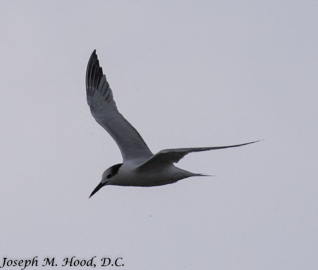 Sandwich Tern - ML77363811