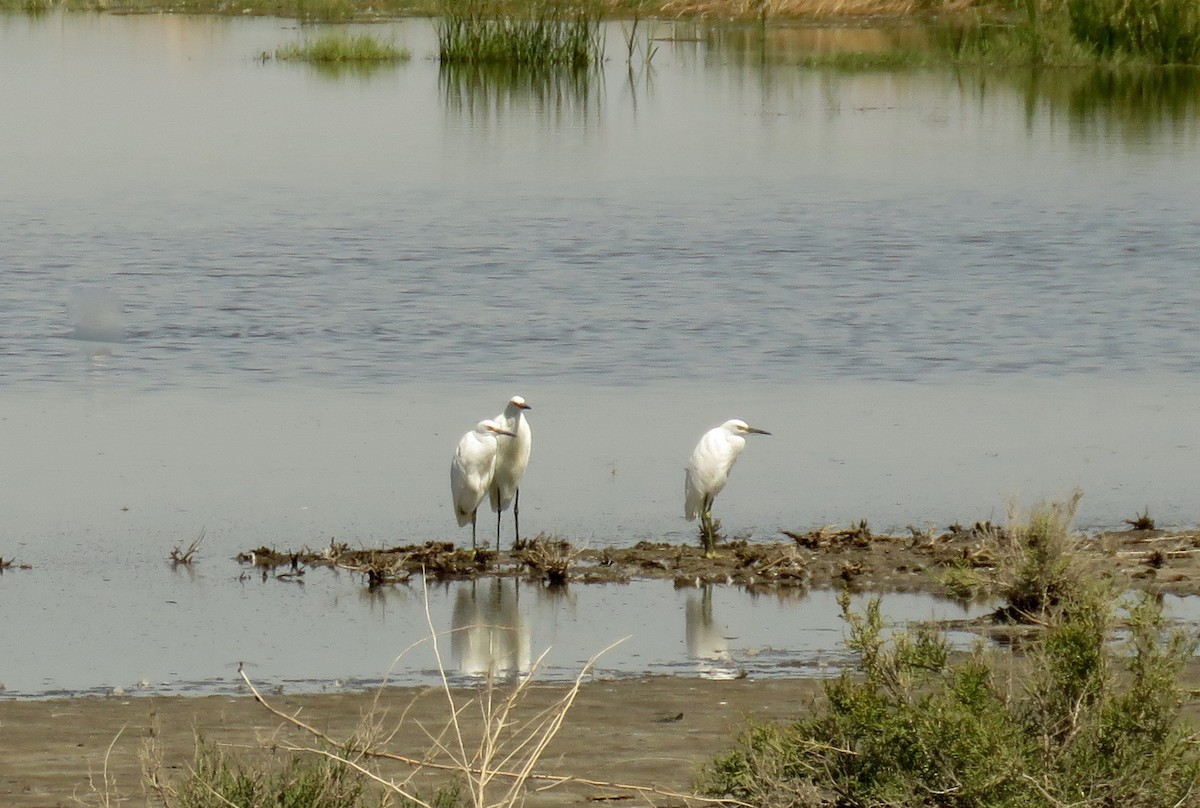 Snowy Egret - ML77364491