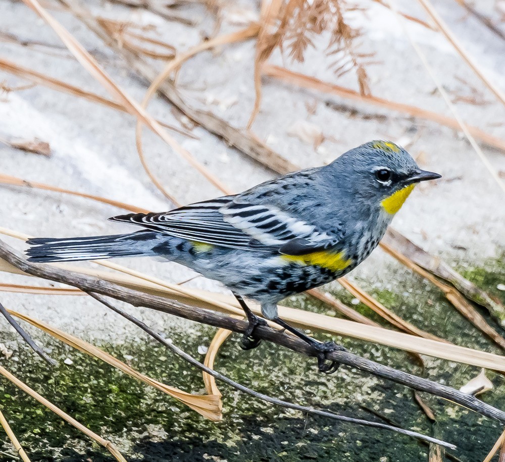Yellow-rumped Warbler (Audubon's) - Jim Merritt