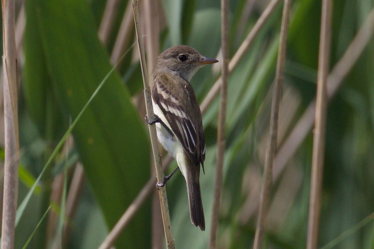 Alder Flycatcher - ML77365361