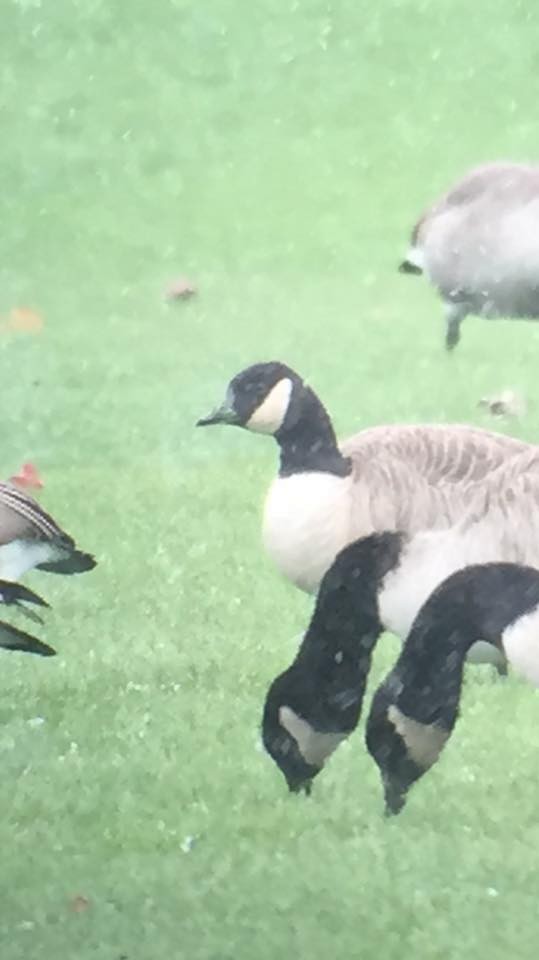 Cackling Goose (Richardson's) - ML77365371