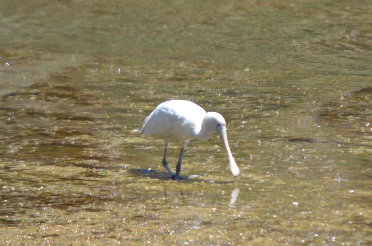 Yellow-billed Spoonbill - ML77366331
