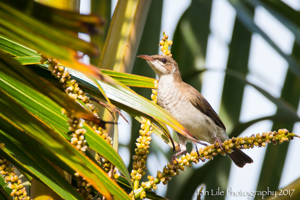 Brown-backed Honeyeater - ML77367901