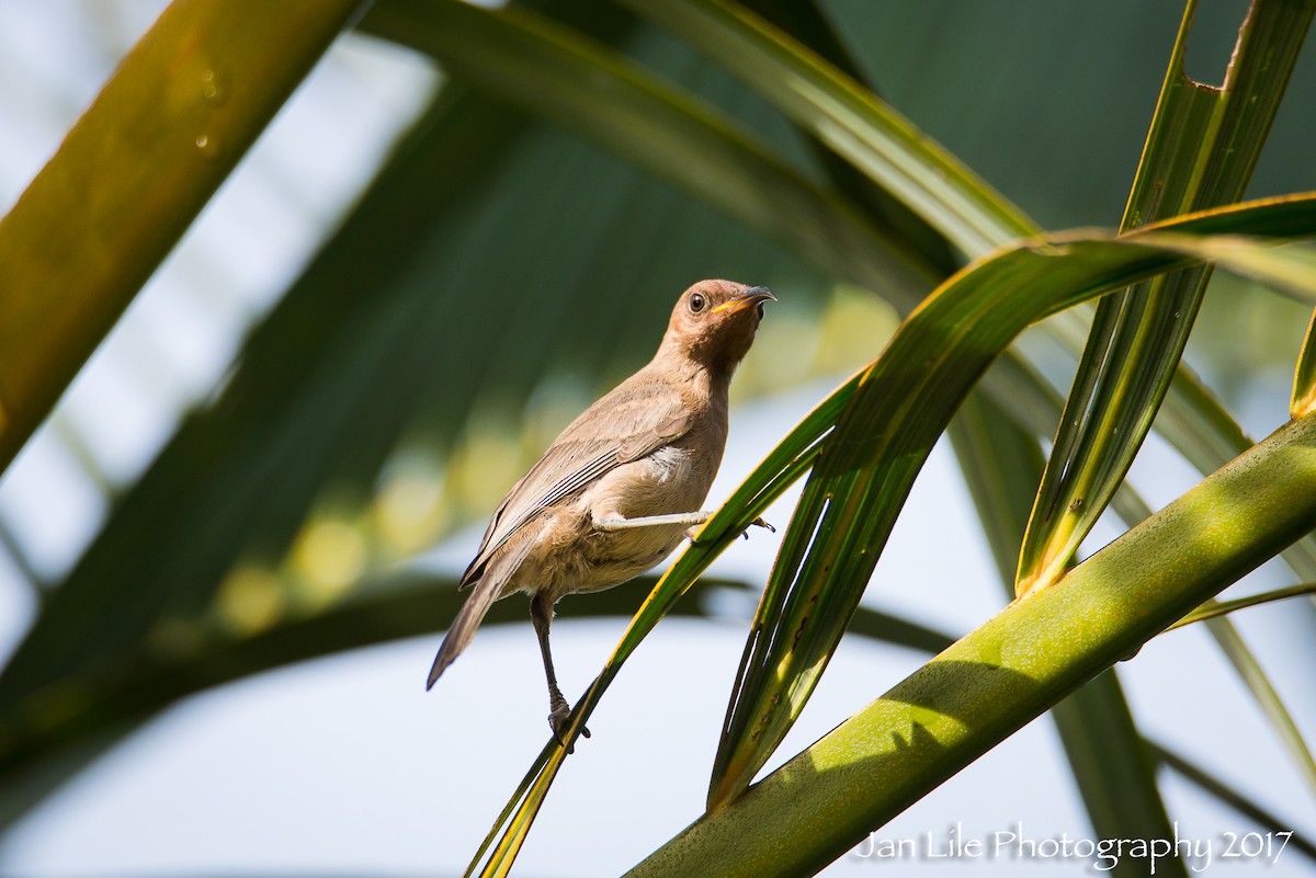 Dusky Myzomela - ML77367911