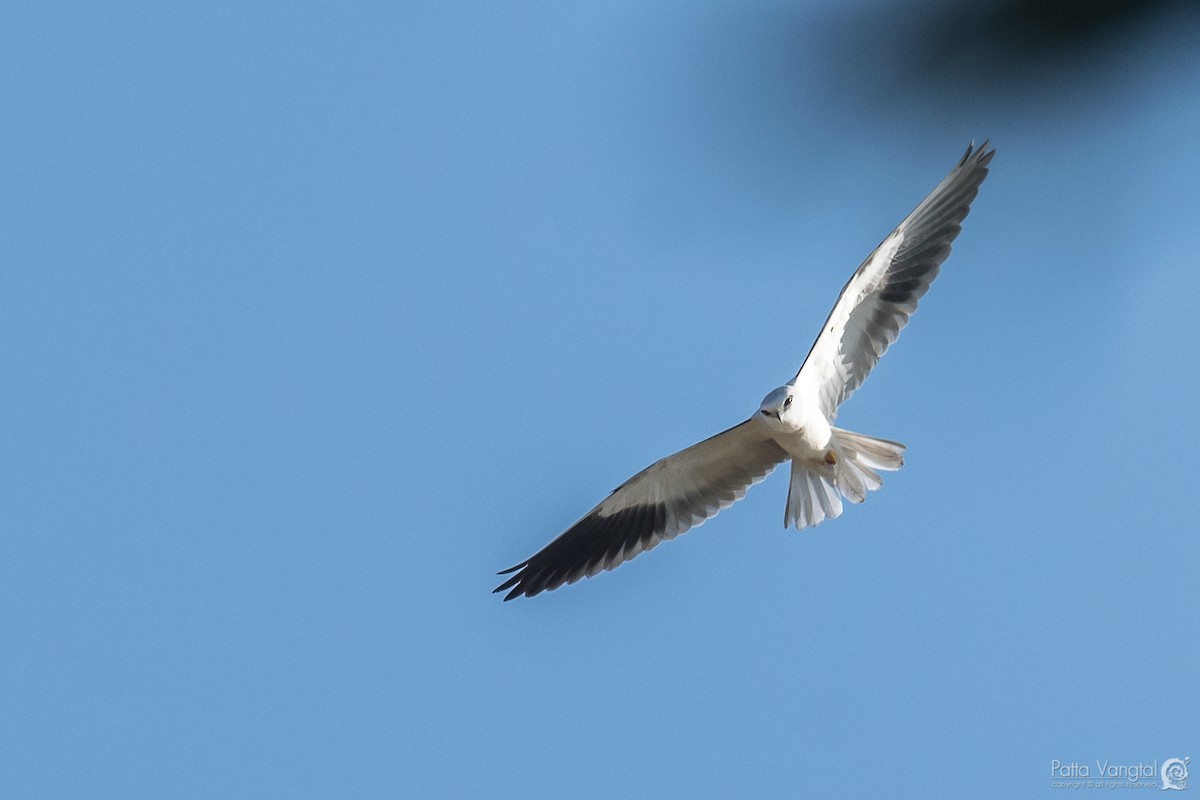 Black-winged Kite - ML77368881