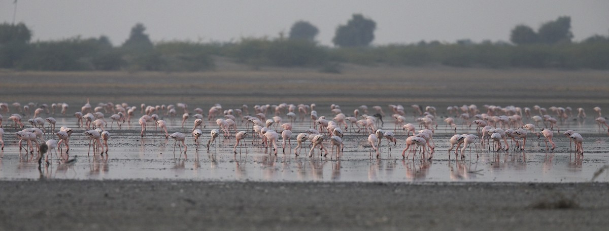 Lesser Flamingo - ML77369931