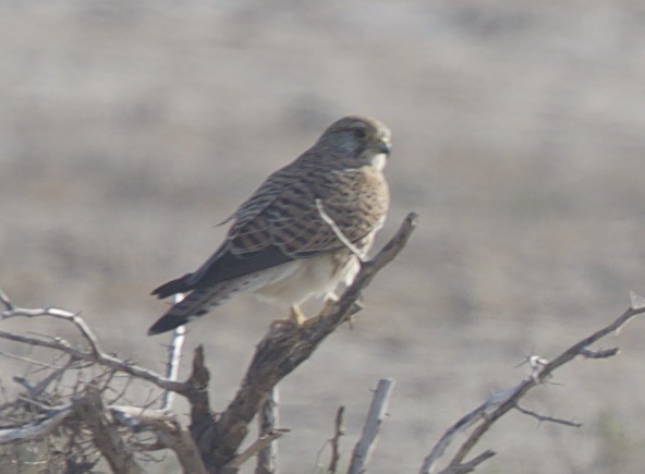 Eurasian Kestrel - jaya samkutty