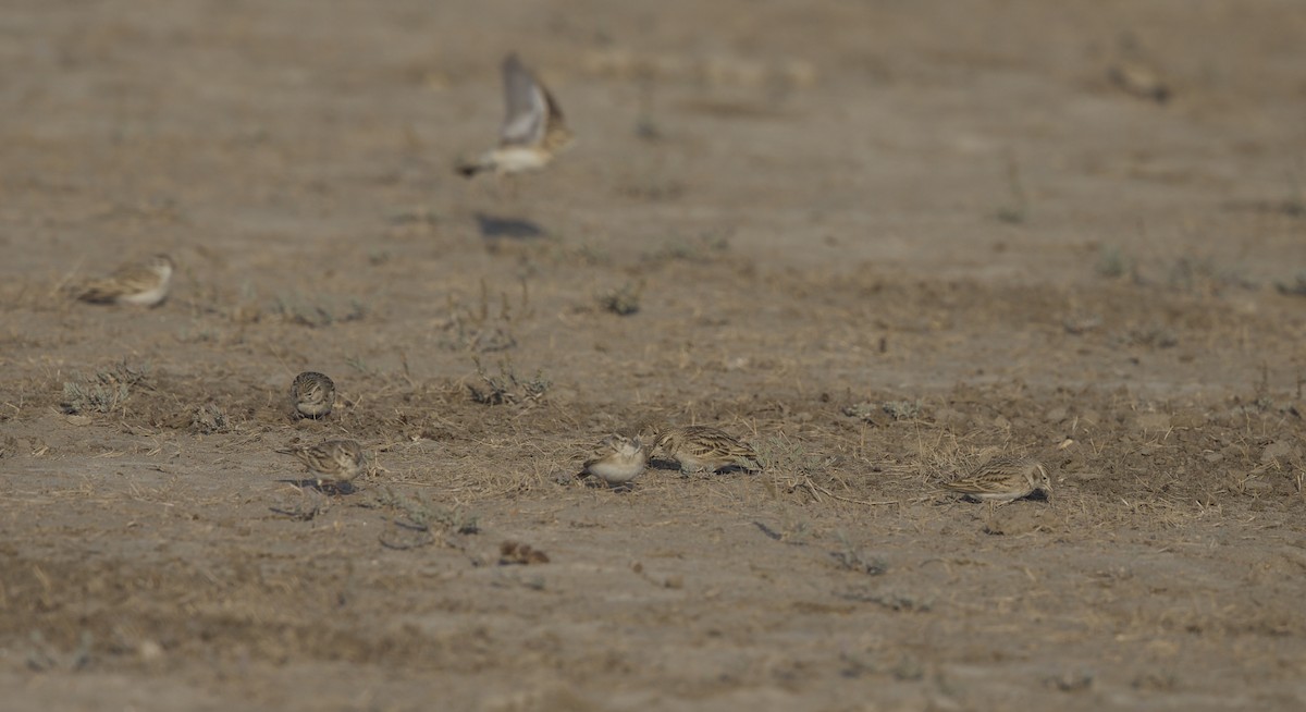 Greater Short-toed Lark - jaya samkutty