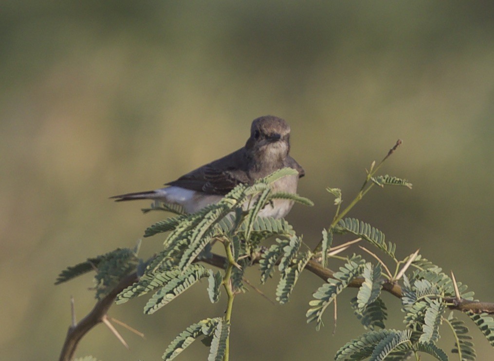 Pied Bushchat - jaya samkutty