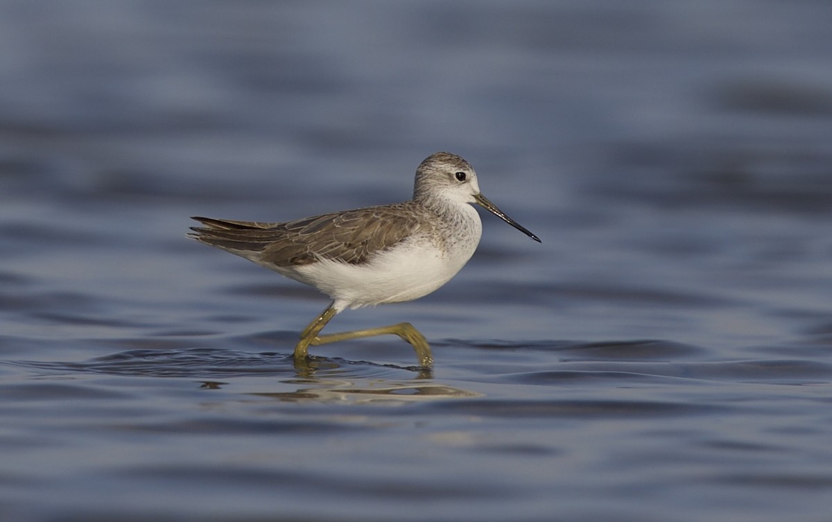 Common Greenshank - ML77371321